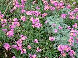 Wallflowers (Erysimum)
